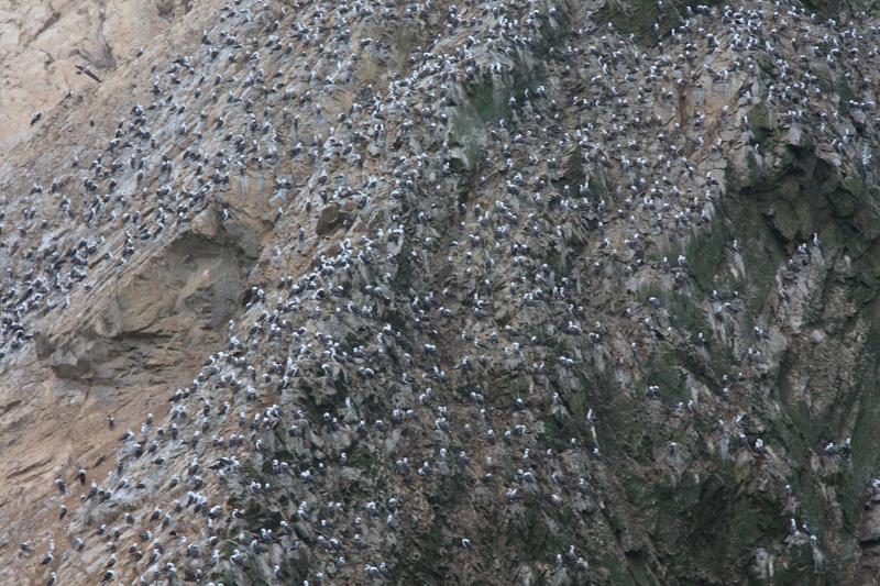 1220-Isole Ballestas,19 luglio 2013.JPG